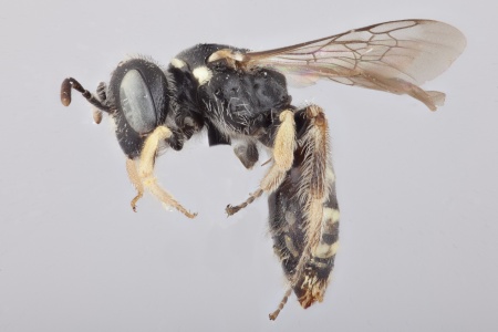 [Flavipanurgus kastiliensis female (lateral/side view) thumbnail]